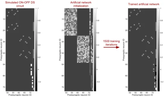 Figure 4.21: Left: Weight matrix of a simulated ON-OFF DS circuit. Entry ( 𝑖, 𝑗 ) represents the magnitude weight between neuron 𝑖 and neuron 𝑗 