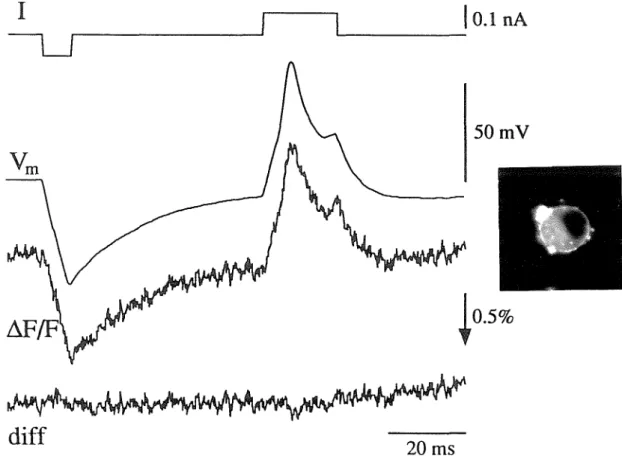 Figure 6.4  A  test of dye linearity (see text for explanation).  / is the current injected into the  cell,  Vm  is the cell