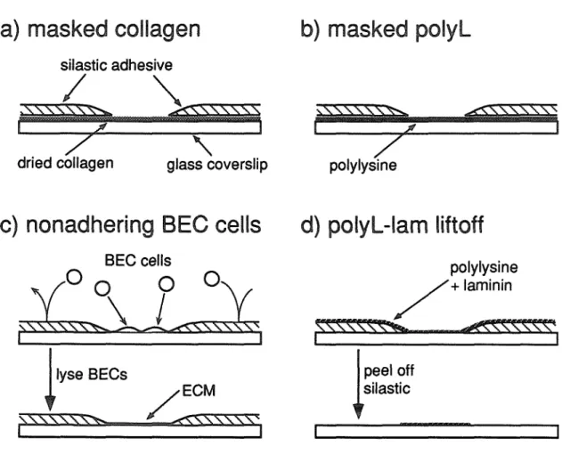 Figure 7.2  Four methods for making microculture substrates.  a)  Masked collagen.  b)  Masked  polylysine