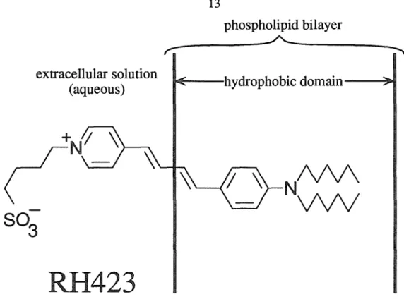 Figure 2.2  Structure of the  styryl dye  RH423.  The dye  molecule is  shown  bound to the  plasma membrane