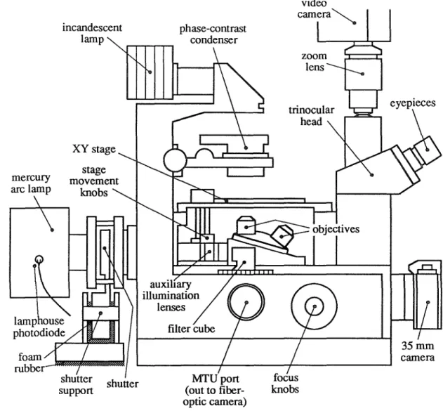 Figure 4.2  Side view of the  Olympus IMT-2 microscope, with components  marked.  The  specimen sits on the XY  stage, directly below the phase-contrast condenser and above the  objective