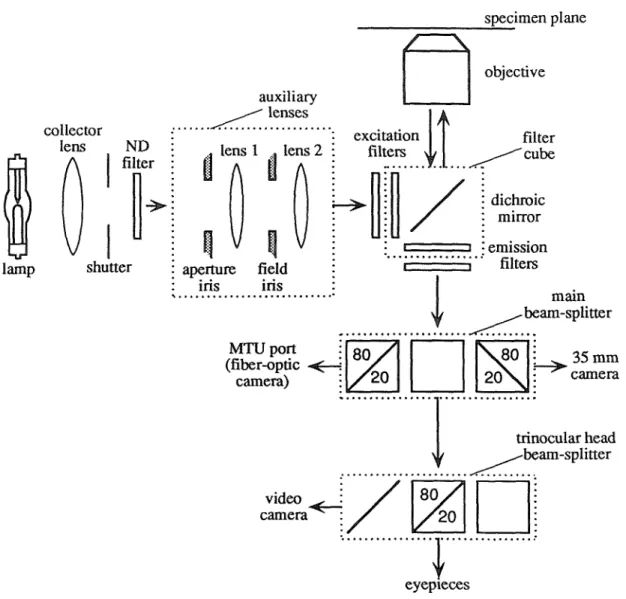 Figure 4.3  Schematic diagram of the light path of the  IMT-2, used in epifluorescence mode,  showing all important optical components
