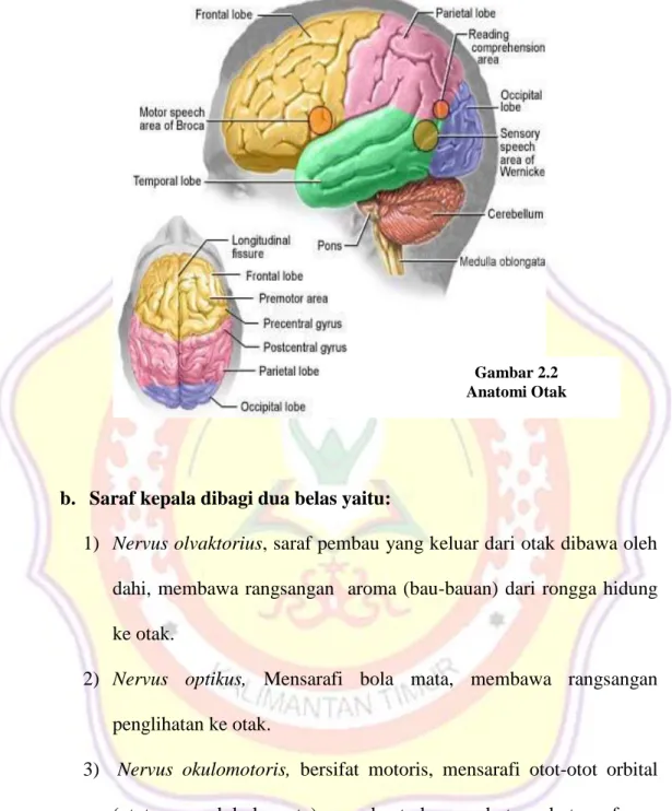 Gambar 2.2  Anatomi Otak 