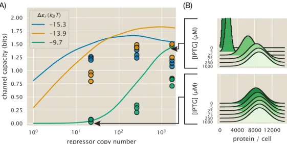 Figure 3.5: Comparison of theoretical and experimental channel capacity. (A) Channel capac- capac-ity as inferred using the Blahut-Arimoto algorithm [123] for varying number of repressors and repressor-DNA affinities