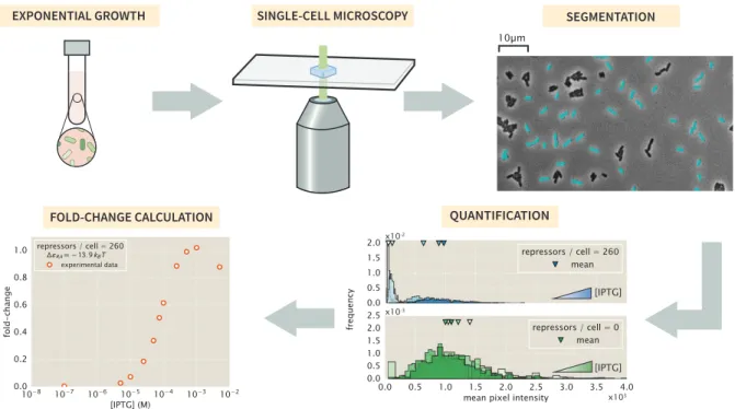 Figure 4.11: Experimental workflow for single-cell microscopy. For comparison with the flow cy- cy-tometry results, the cells were grown in an identical manner to those described in Chapter 2