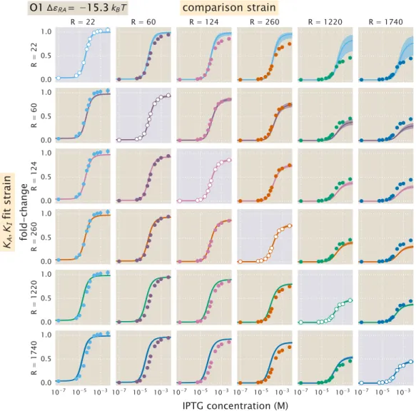 Figure 4.23: O1 strain fold-change predictions based on strain-specific parameter estimation of K A and K I 