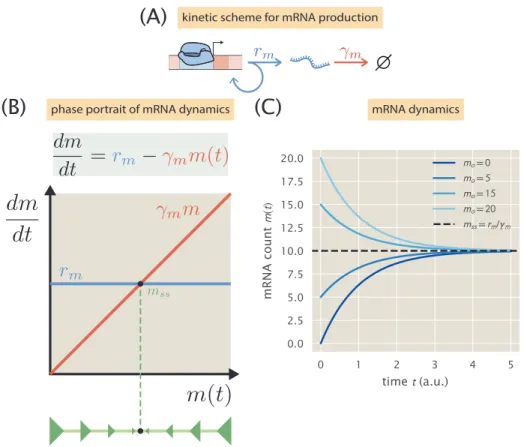 Figure 1.1: Minimal model of gene expression. (A) Schematic of the kinetics governing gene expression