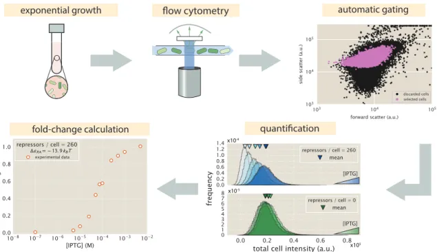 Figure 2.3: An experimental pipeline for high-throughput fold-change measurements. Cells are grown to an exponential steady-state, and their fluorescence is measured using flow cytometry.