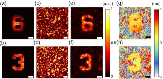 Figure 3.4: Experimental retrieval of amplitude objects. a, b in-focus images of targets captured by a custom-built microscope; c, d The resulting speckle patterns of the samples after passing through the MD; e, f The retrieved object amplitudes;