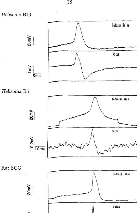 Figure 2.6. Neurons stimulated with a current pulse passed through an intracellu­