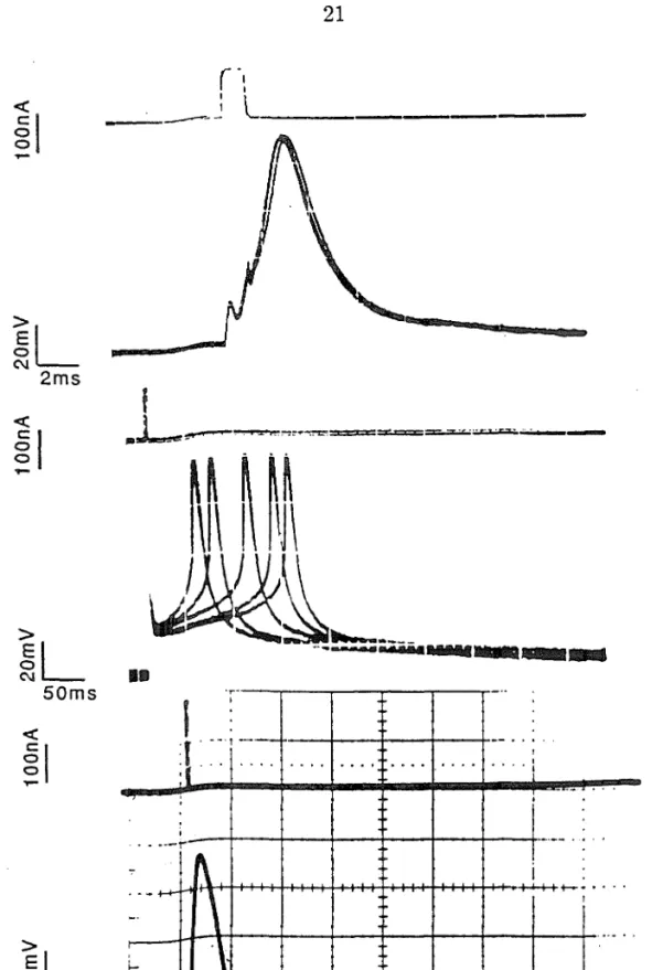 Figure  2.7.  Stimulation of neurons using a current pulse passed through a loose-  patch electrode (diameter ≈ 10μm)