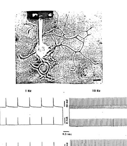 Figure 5.6. A diving-board electrode in electrical contact with a Helisoma B19 neuron