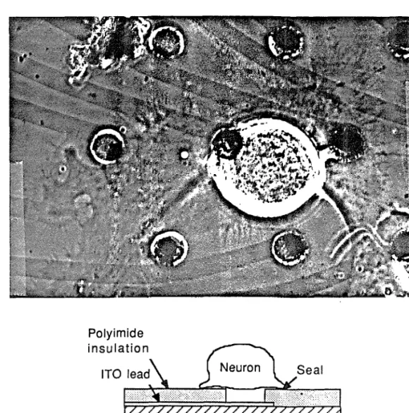 Figure 6.1. (a) Helisoma B19 neuron growing on a multielectrode dish. Loose-patch  type recordings can be obtained from the electrodes completely covered by the neuron,  (b) Schematic of a neuron sealing over a dish electrode.