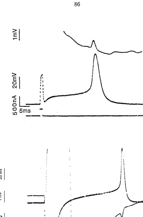 Figure  6.8. (a) A current pulse of duration 0.5 msec passed through a dish electrode  stimulates a cell