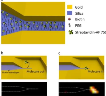 Figure 1.4.1 Molecular functionalization and imaging. (a) Schematic showing monolayer of PEG- PEG-biotin  covering  the  base  of  the  3D-tapered  nanocavity