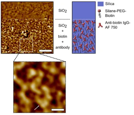 Figure  1.4.7  Tapping-mode  images  of  the  phase  signal of  the  PEG-biotin  conjugated  antibody  selectively coated on silica substrate showing the uniform monolayer arrangement in large scale