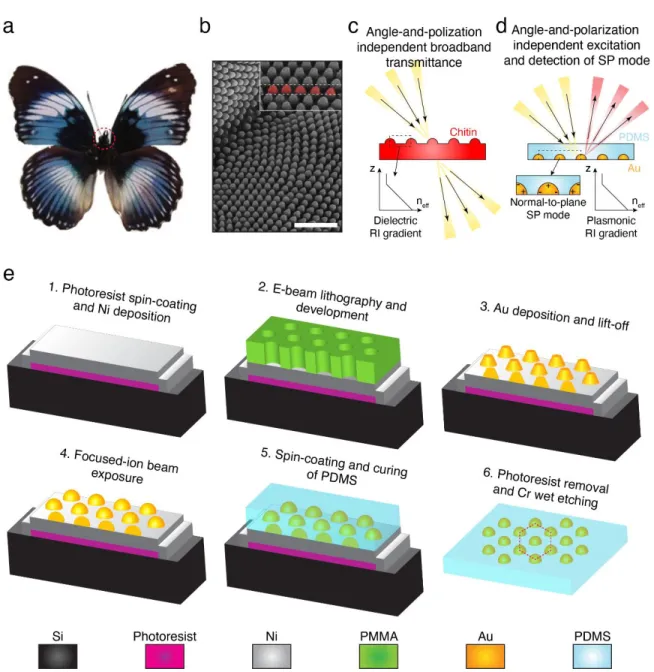 Figure 3.3.1 Concept of the plasmonic RI gradient array (a) Photograph of the Hypolimnas salmacis
