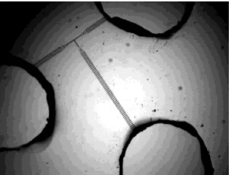 Figure 5.1.  Optical micrograph of the µFACS device. The device shown has channels that are 100 mm wide at the wells, narrowing to 3 mm at the sorting junction