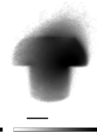 Figure 4.3.  Linear histogram image of the x-y location of a bead in the “T” potential