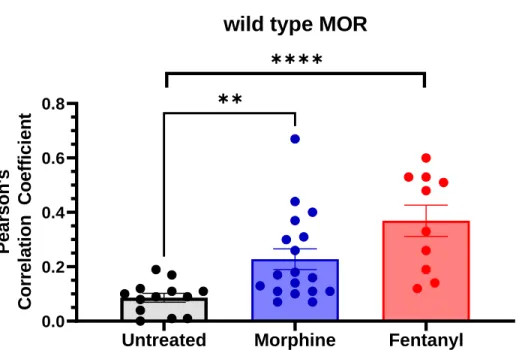 Figure 5.2 Both morphine and fentanyl increase endocytosis of wild-type MOR. 