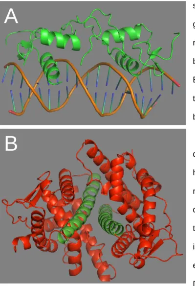Figure  A1.1  Structures  of  the  ERα.  (A)  The  DNA  binding  domain  (PDB:  1HCQ)  and  (B)  the  ligand  binding  domain