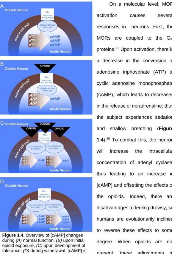 Figure 1.4. Overview of [cAMP] changes  during (A) normal function, (B) upon initial  opioid exposure, (C) upon development of  tolerance, (D) during withdrawal