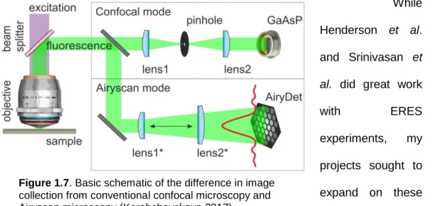 Figure 1.7. Basic schematic of the difference in image  collection from conventional confocal microscopy and  Airyscan microscopy (Korobchevskaya 2017) 