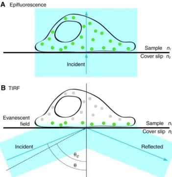 Figure 2.2 Principles of TIRF microscopy. (A) In  epifluorescence microscopy, the excitation light  hits the sample at a 90° angle, allowing for  maximum sample penetration