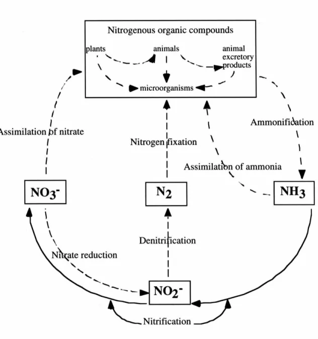 Figure  1-1.  A  schematic  of  the  reactions  involved  in  the  nitrogen  cycle.  Nitrogen  fixation  by  diazotrophic  microorganisms  contributes  -60  %  of  newly  fixed  nitrogen  annually