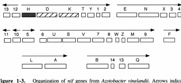 Figure  1-3.  Organization  of nif genes  from  Azotobacter  vinelandii.  Arrows  indicate  direction  of transcription