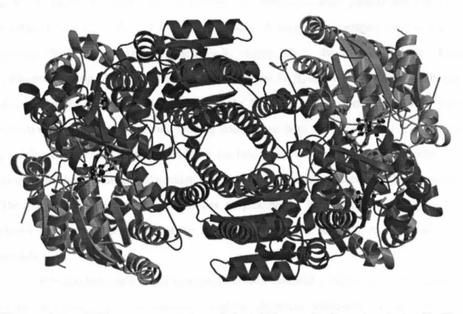 Figure  1-4.  Ribbons  representation  of  the  MoFe  protein  from  A.  vinelandii.  The  FeMo cofactors  and  P-clusters  are  depicted  as  ball-and-stick  models