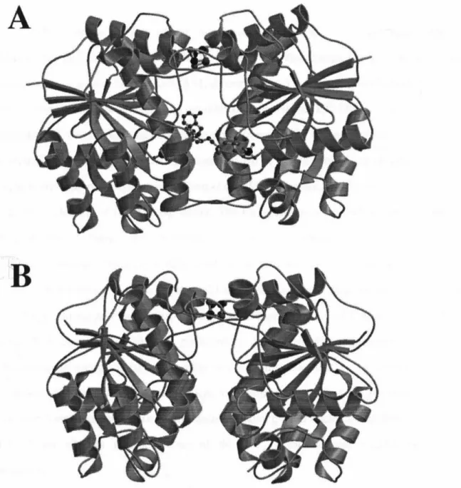 Figure  1-5.  Ribbons  representations  of the Fe protein  from  (A) A.  vinelandii  and  (B)  C 