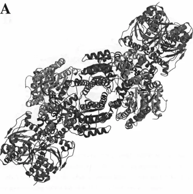 Figure  1-6.  Ribbons representations of two  A.  vinelandii  nitrogenase  complexes.  (A)  An  AlF 4 '  stabilized transition state analog at 3 .0  A  resolution