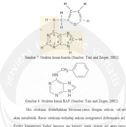 Gambar 7. Struktur kimia kinetin (Sumber: Taiz and Zeiger, 2002)