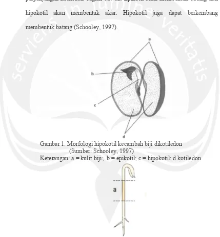 Gambar 1. Morfologi hipokotil kecambah biji dikotiledon
