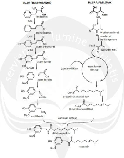 Gambar 4. Biosintesis capsaicin melalui jalur fenilpropanoid dan jalur