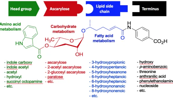 Figure  1.2:  Modular  Ascaroside  Structure.  Ascarosides  are  glycosides  of  the  dideoxysugar ascarylose (red)