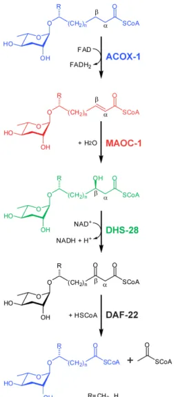 Figure 1.3: Peroxisomal  b -Oxidation of Ascaroside Lipid Side Chains. Peroxisomal b- b-oxidation is a process that truncates a carbon chain by two carbons in a series of four steps