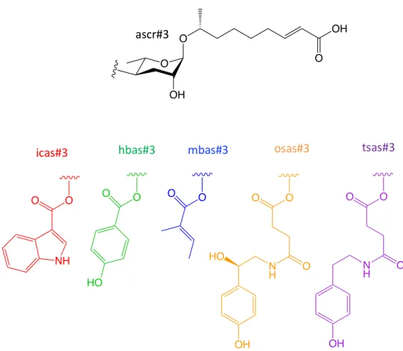 Figure 1.4: 4’-Modification of Ascarosides. Simple ascarosides such as ascr#3 (black) can  be  modified  at  the  4’-position  with  various  head  groups  derived  from  primary  metabolic  pathways to form derivatives such as icas (red), hbas (green), mb