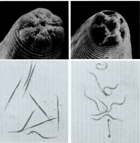 Figure  1.5:  The  Dauer  Larva.  The  dauer  is  a  stress-resistant  alternative  larval  stage
