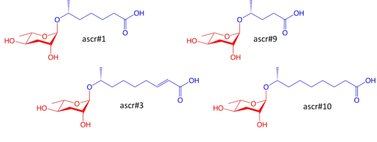 Figure 3.1: Simple Ascaroside Structures. The simple ascarosides ascr#1, ascr#3, ascr#9  and ascr#10 all consist of an ascarylose sugar core (red) with different fatty acid-like moieties  at the 1’-position (blue)