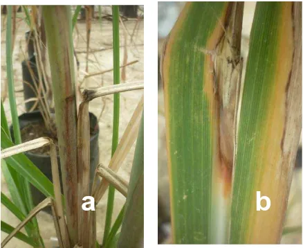 Gambar 3. Tanaman tebu yang terserang jamur F. moniliforme  (a) bagian batang yang menunjukkan gejala (b) bagian daun yang menunjukkan gejala  