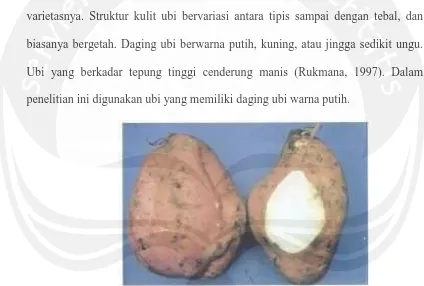 Gambar 1. Bentuk Ubi jalar (Ipomoea batatas L.) putih  Sumber : Rukmana (1997)  