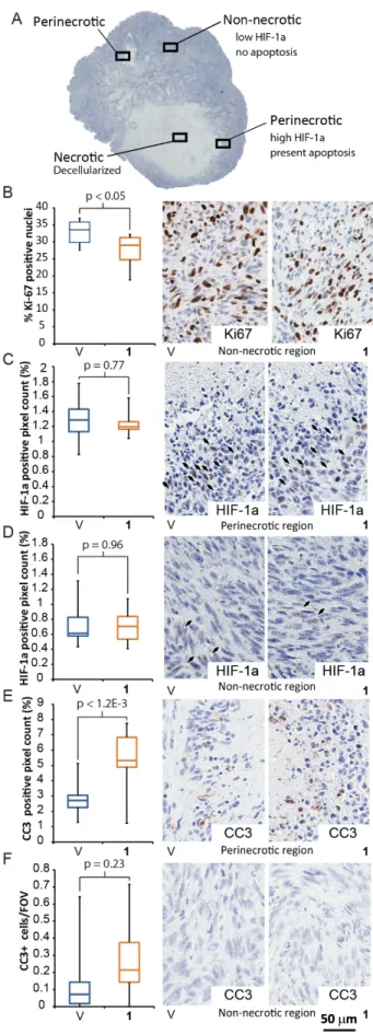 Figure 5.9 Treatment with 1 decreases tumor  proliferation, induces apoptosis in HIF-1a positive  areas and does not lead to HIF-1a accumulation