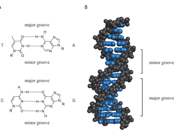 Figure 1.1 Pairing rules and the structure of DNA. A) Hydrogen  bonds between bases in nucleotides gives basis to pairing rules in  DNA, where Adenine (A) binds to Thymine (T), and Cytosine (C)  binds to Guanine (G)