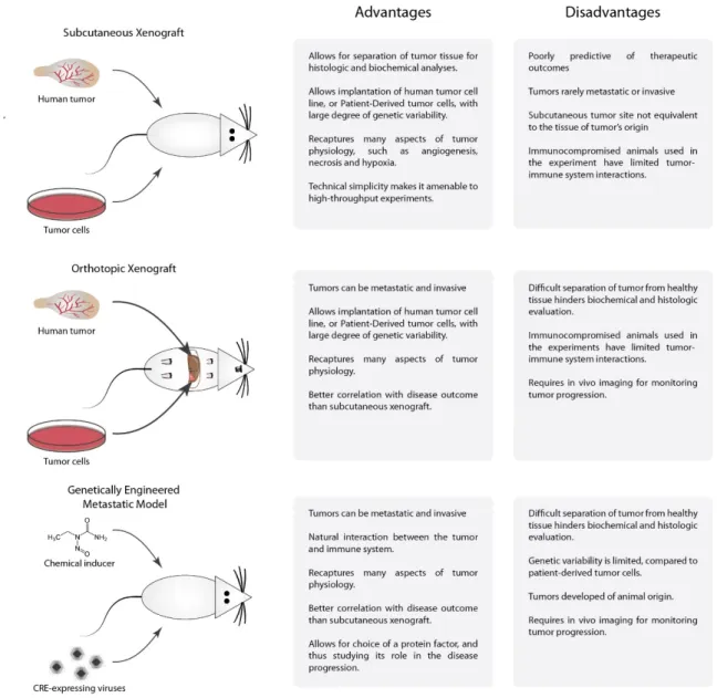 Figure 1.4. Commonly used murine cancer models: subcutaneous and  orthotopic xenografts and genetically engineered models