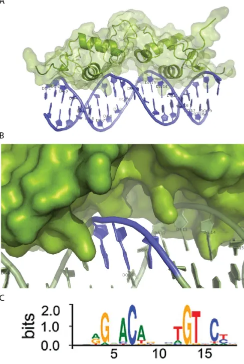 Figure 2.1 X-ray crystal structure of a Glucocorticoid Receptor (GR) bound to  DNA (PDB 1R4O)