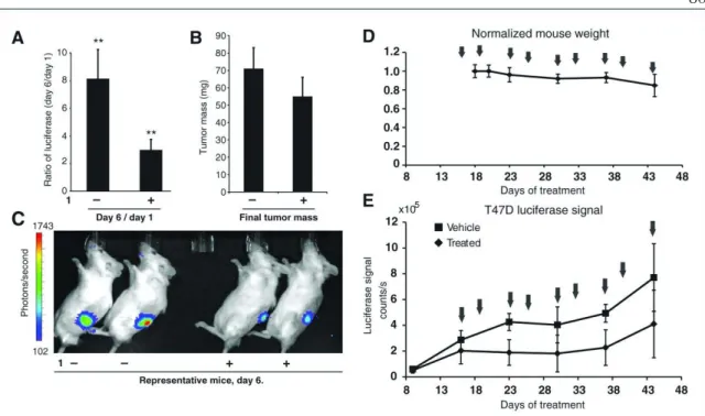 Figure 3.10 Xenograft studies. A, treatment of T47D-KBluc–bearing  mice with polyamide 1 results in suppression of ER-driven luciferase