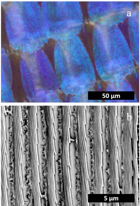 Figure 21: Butterfly wing structure responsible for coloration 
