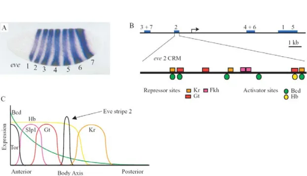 Figure I.1. The cis-regulatory module of eve stripe 2. A. RNA in situ hybridization with a digoxigenin- digoxigenin-labelled antisense probe reveals the seven stripes of expression in the Drosophila embryo (Small et al.,  1996)